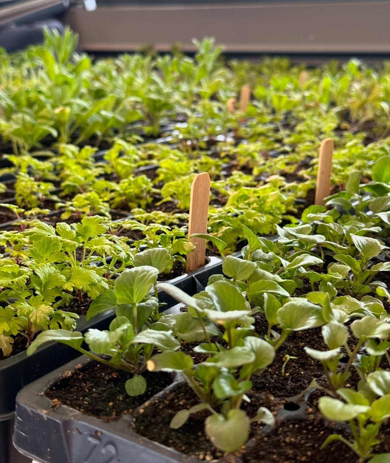 Seed Starting Workshop-Cut Flower Garden 4/6